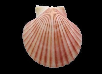 Aequipecten opercularis form lineata1