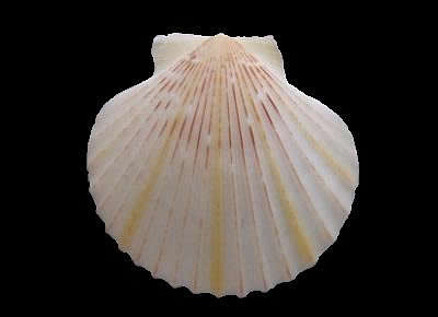 Aequipecten opercularis form lineata 2