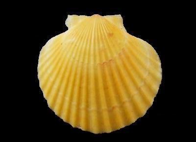 Aequipecten opercularis9