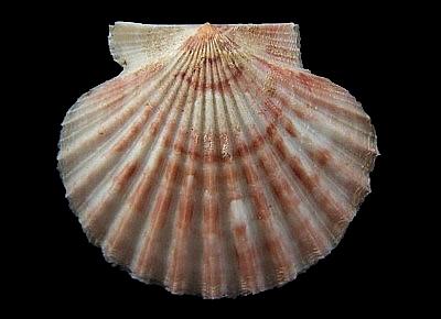 Leptopecten palmeri