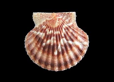 Leptopecten palmeri