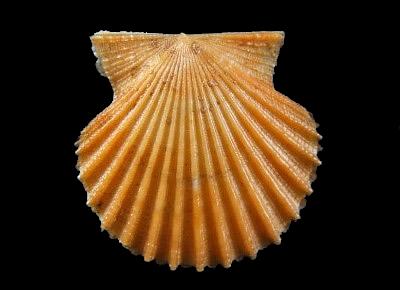 Leptopecten palmeri