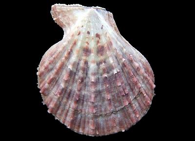 Caribachlamys pellucens