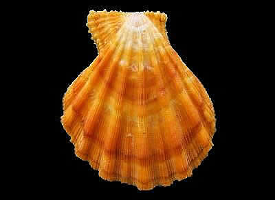 Manupecten pesfelis3