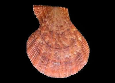 Manupecten pesfelis4