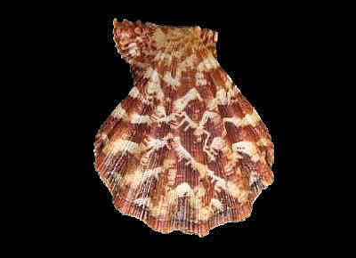 Manupecten pesfelis5