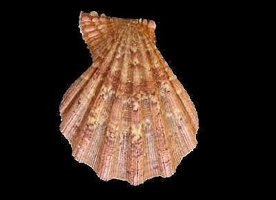 Manupecten pesfelis6