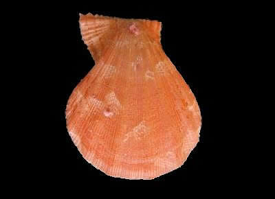 Manupecten pesfelis7