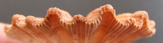 Manupecten pesfelis