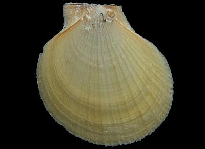 Zygochlamys phalara