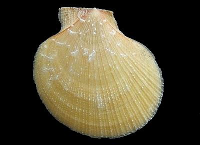 Zygochlamys phalara