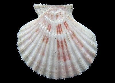 Cryptopecten phrygium