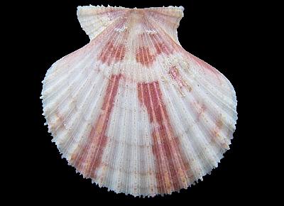 Cryptopecten phrygium