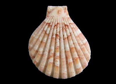 Anguipecten picturatus