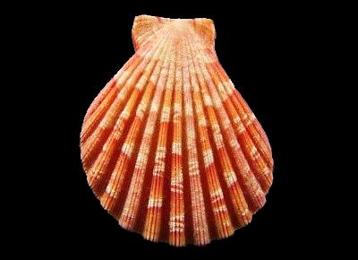 Anguipecten picturatus