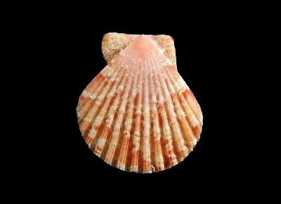 Anguipecten picturatus