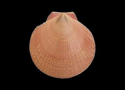 Amusium pleuronectes