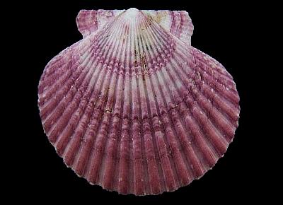 Argopecten purpuratus