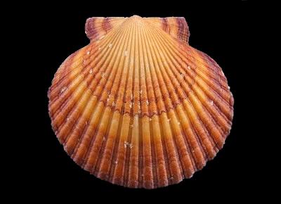 Argopecten purpuratus