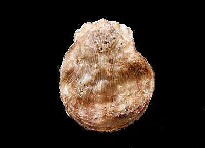 Talochlamys pusio1