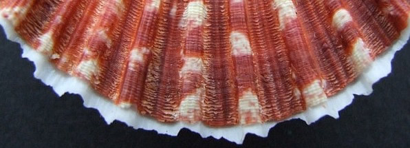 Pecten keppelianus