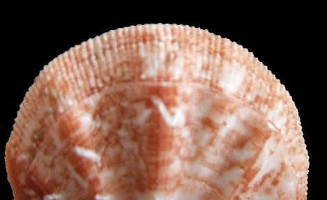 valve Pseudamussium clavatum