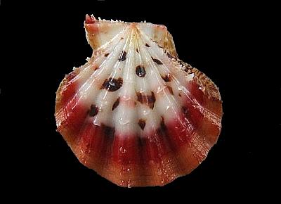 Mirapecten rastellum