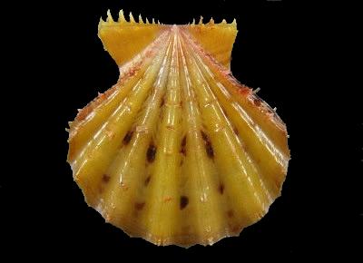 Mirapecten rastellum