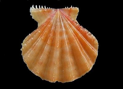 Mirapecten rastellum