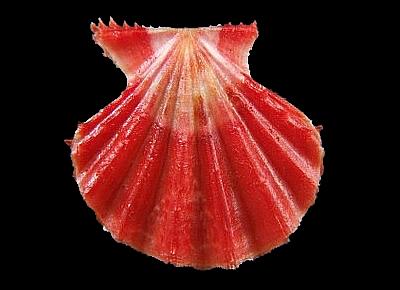 Mirapecten rastellum