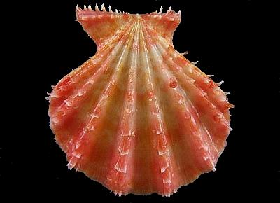 Mirapecten rastellum