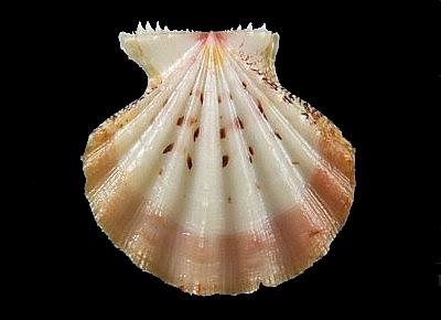 Mirapecten rastellum