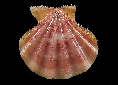 Mirapecten rastellum