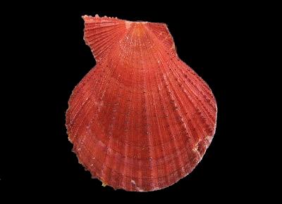 Azumapecten farreri