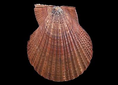 Azumapecten ruschenbergerii