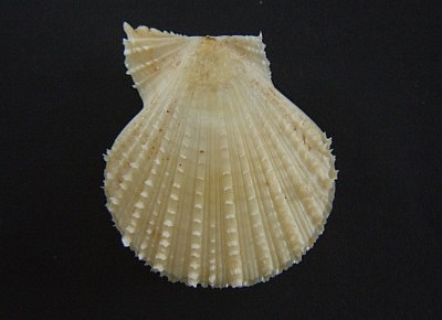 Azumapecten ruschenbergerii