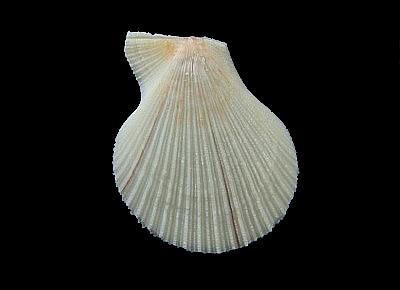 Caribachlamys sentis