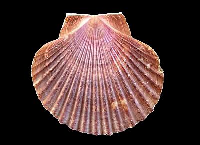 Leopecten sericeus