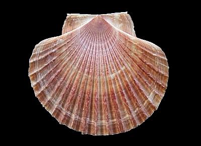 Leopecten sericeus