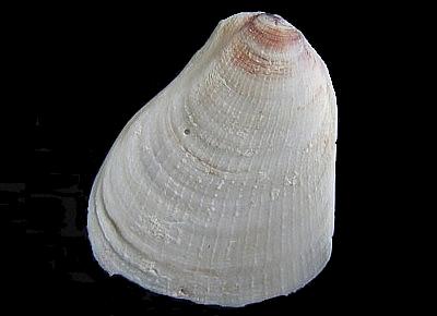 Pedum spondyloideum