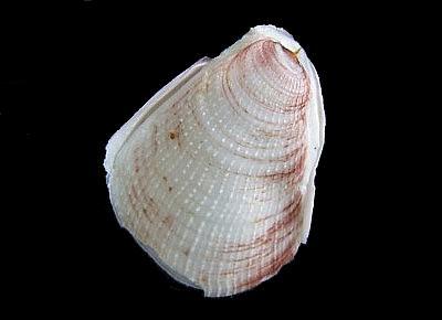 Pedum spondyloideum