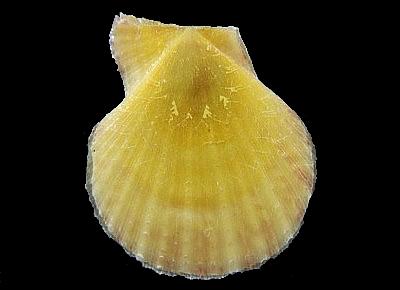 Laevichlamys squamosa