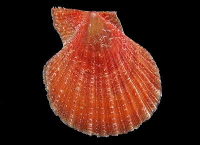 Laevichlamys squamosa