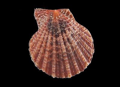 Laevichlamys squamosa
