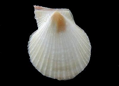 Laevichlamys squamosa