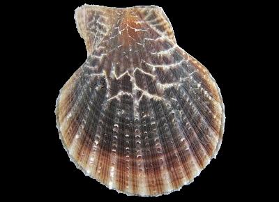 Laevichlamys squamosa