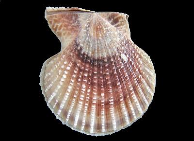 Laevichlamys squamosa