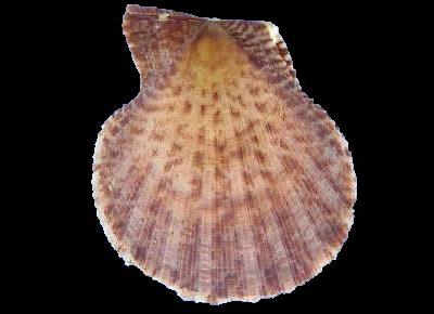 Laevichlamys squamosa