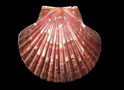 Leopecten stillmani