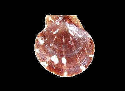 Palliolum striatum